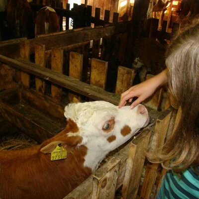 The calves are particularly popular