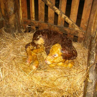 A newly born calf