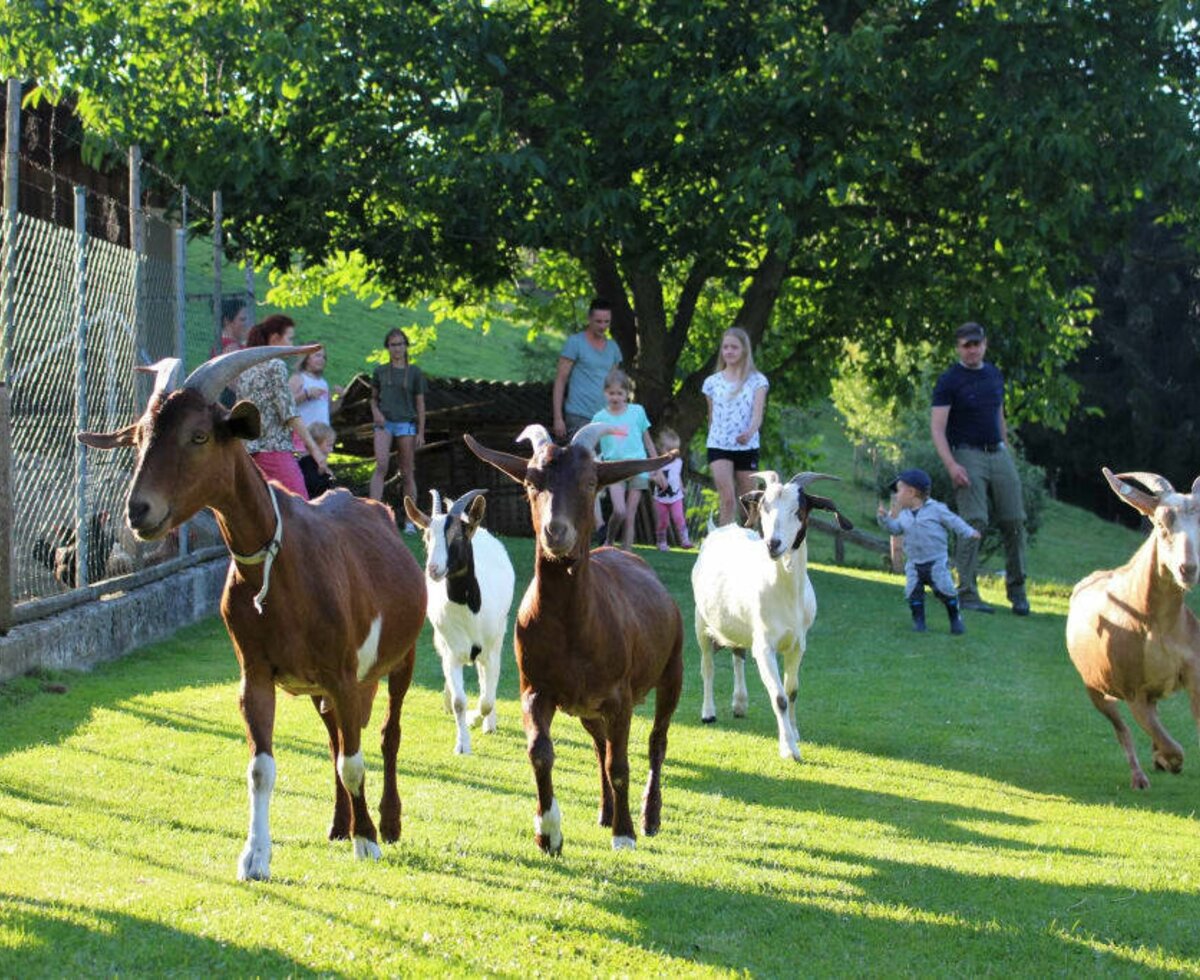 Baby and children's farm