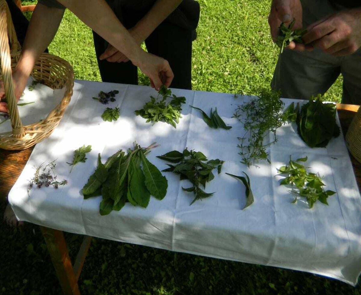 Wild herbs - sorted well