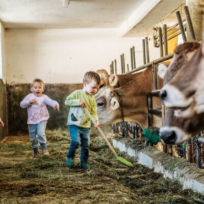 Linharterhof cows