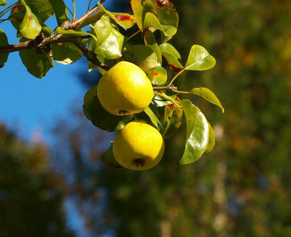 Schnapps is made from well ripened pears