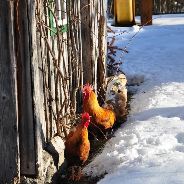 The "egg makers" enjoying the sun in the winter