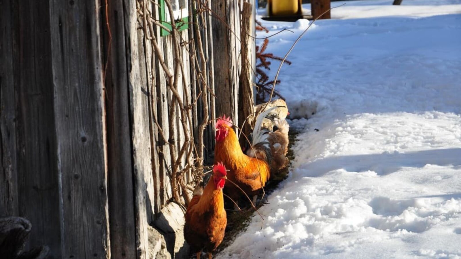 The "egg makers" enjoying the sun in the winter