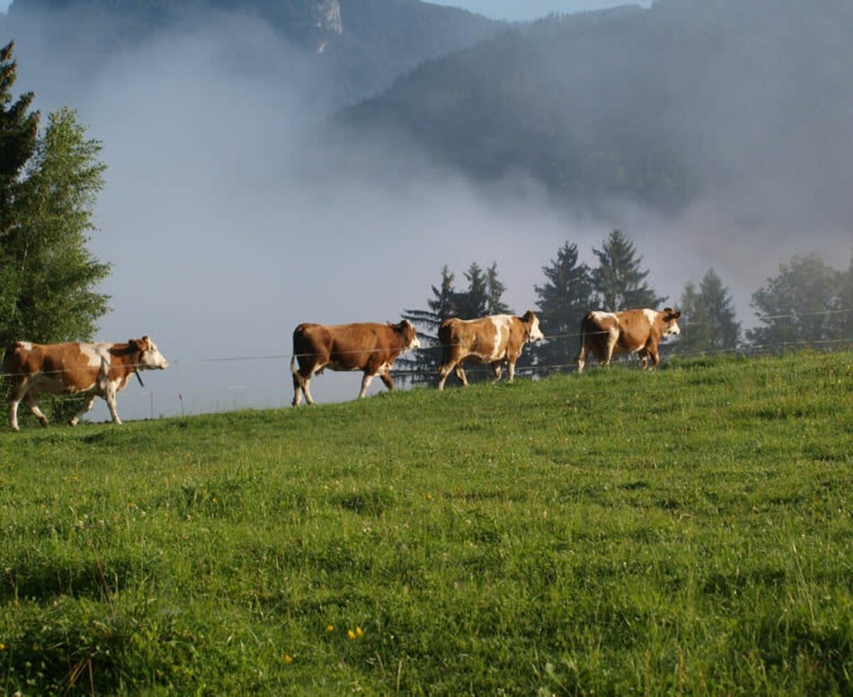 Cows on the way to "supper"!