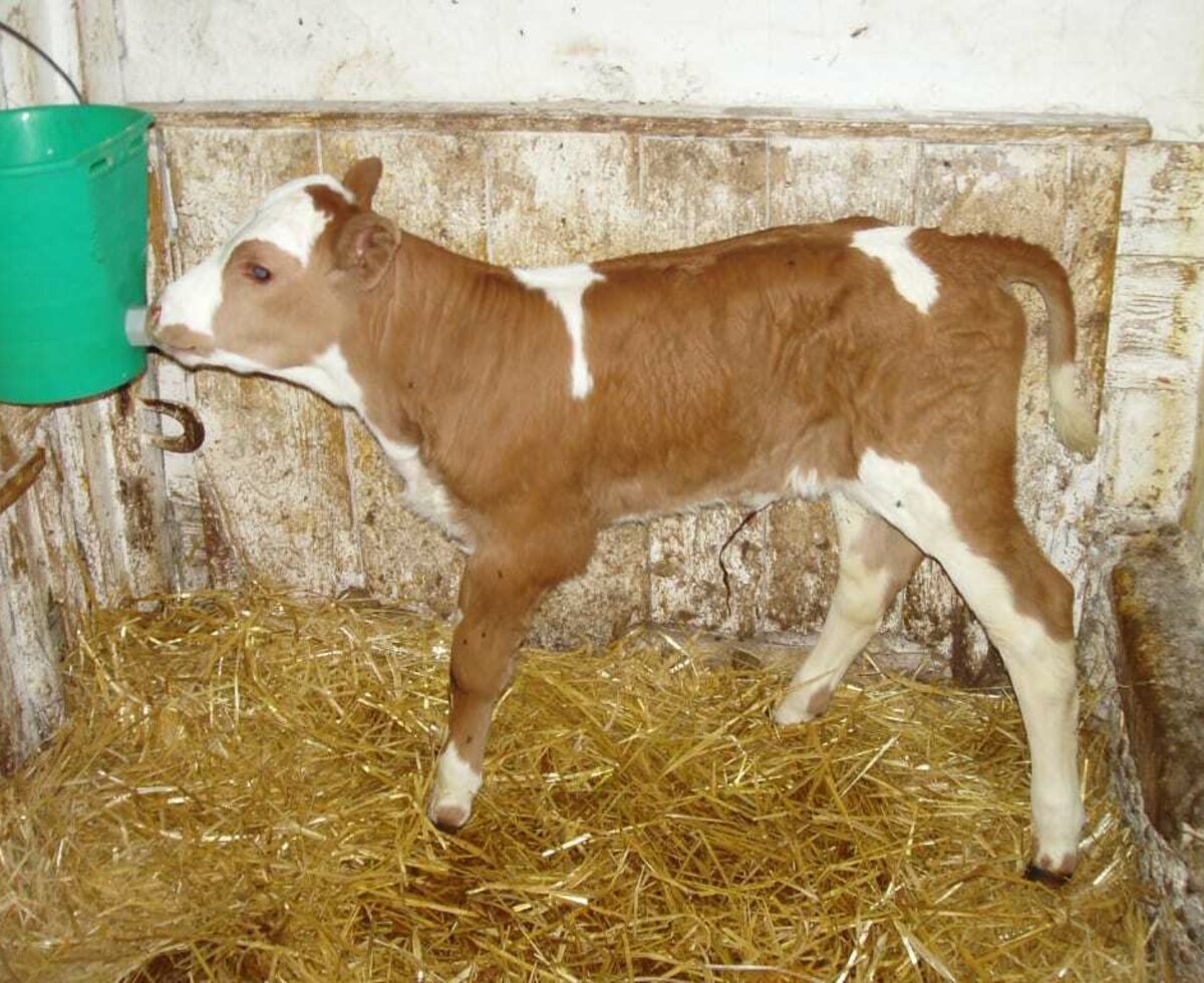 The calves love our fresh milk