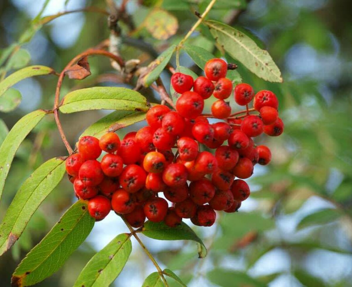 Rowan berries also make a healthy schnapps