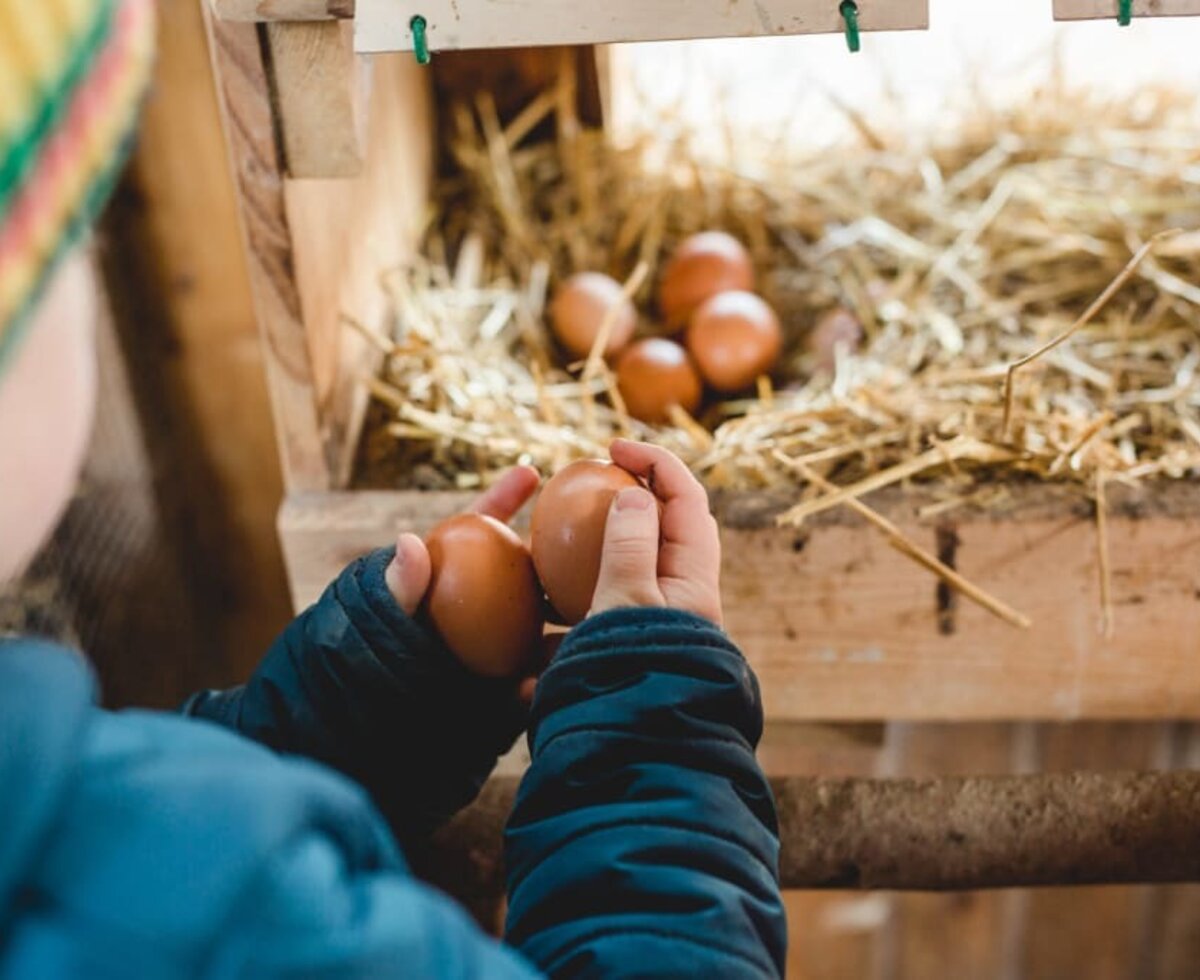 eggs from the chickens