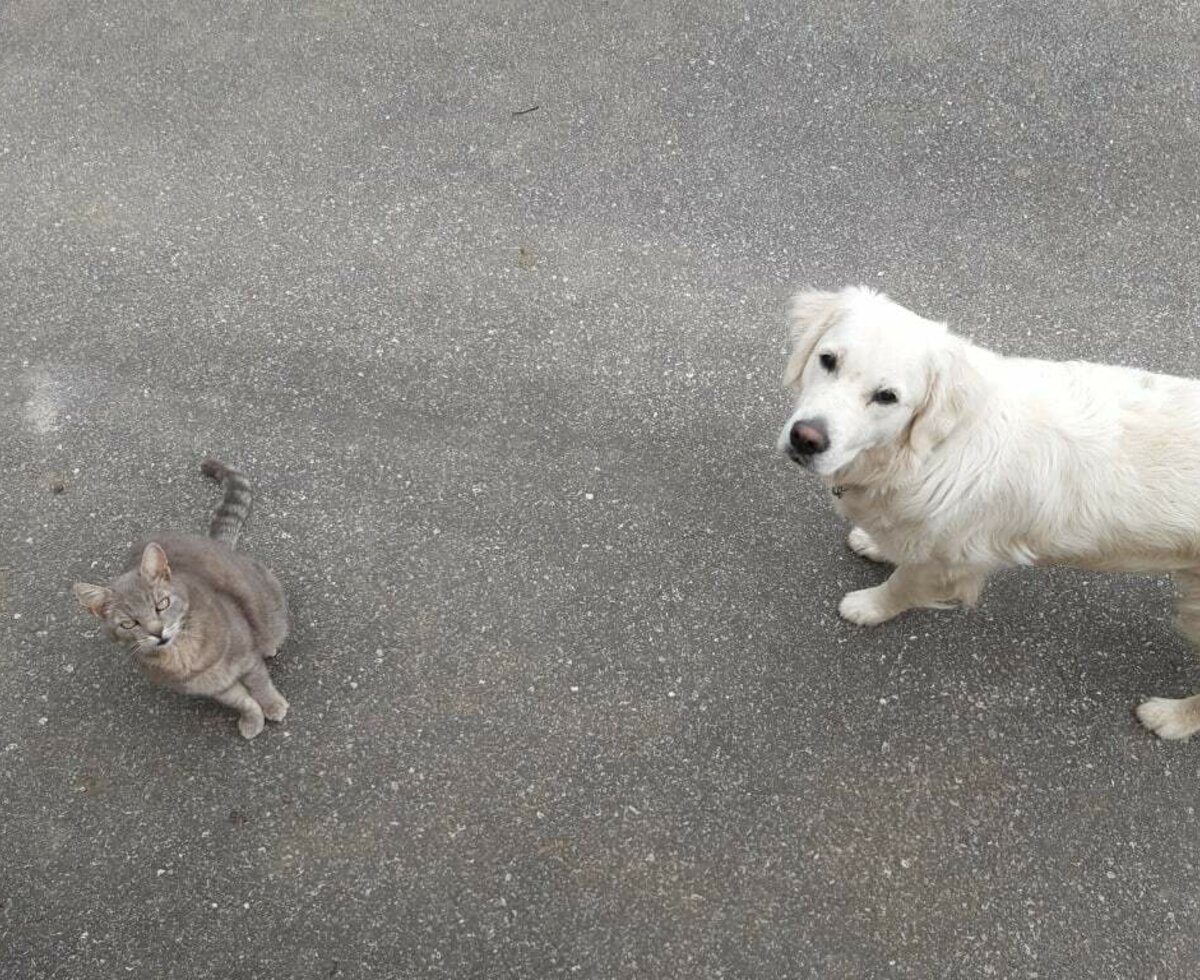 Golden Retriever "Elli" with Male Cat "Silver"