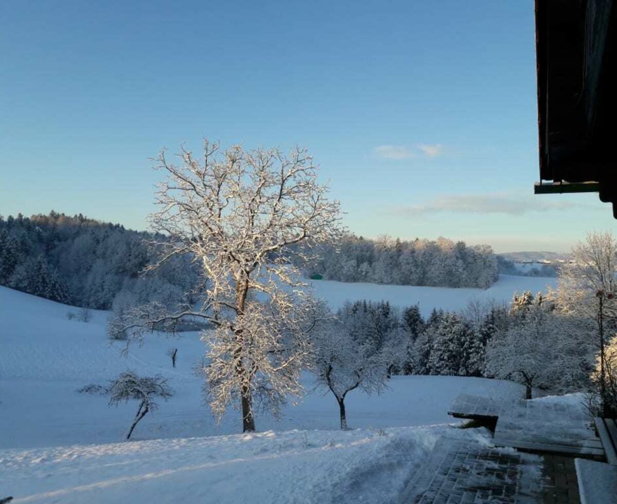 Walnut Tree in the Snow