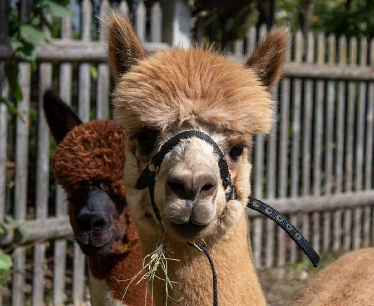 Alpaca