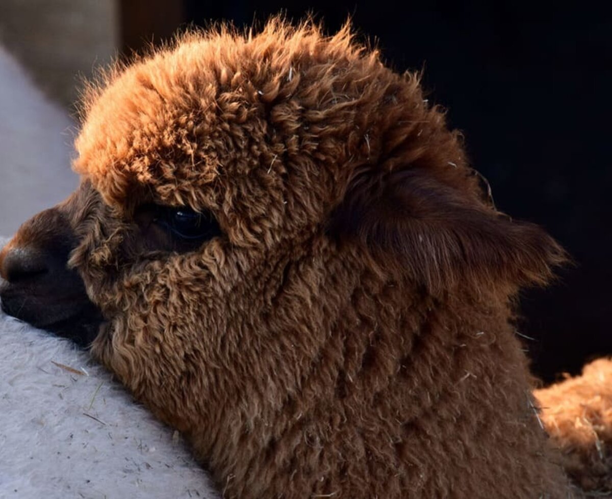 Alpaca