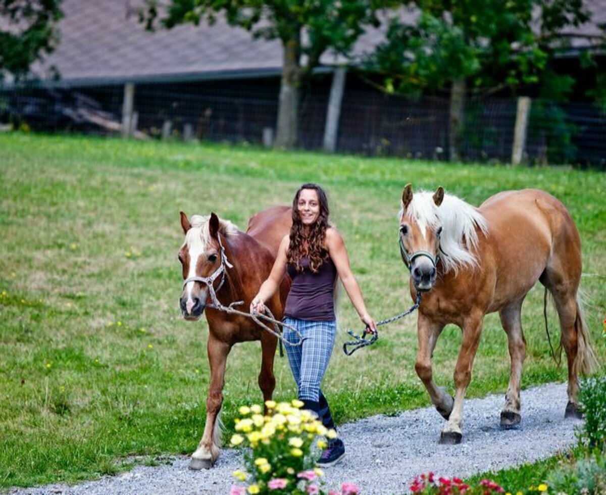 Taking a walk with Haflinger horses