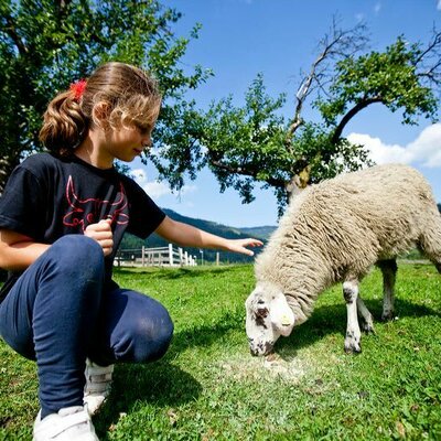 Bärli the pet sheep