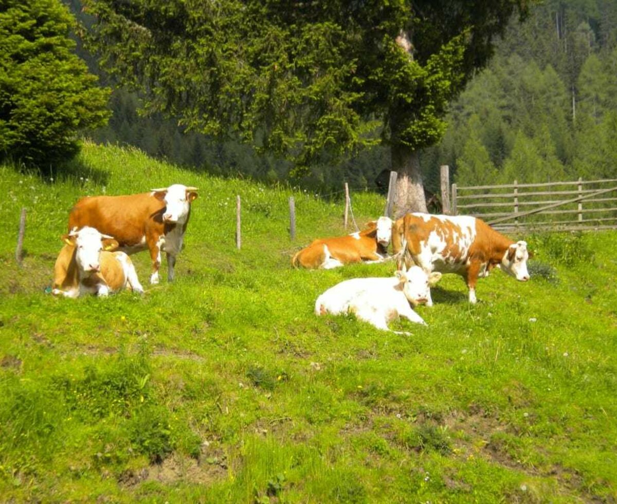 Cows out to pasture