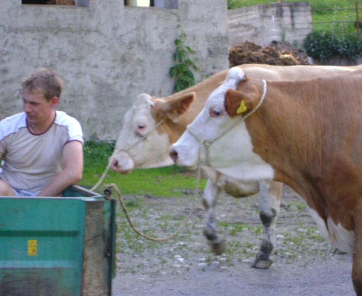 Our cows