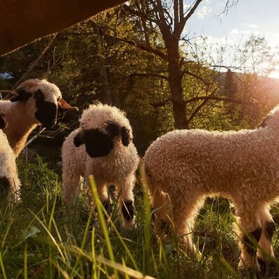 valais blacknosedsheeps