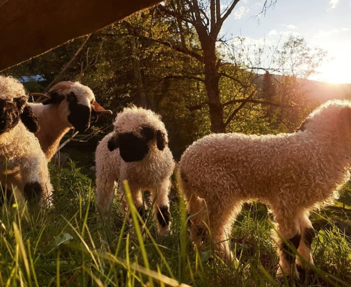 valais blacknosedsheeps