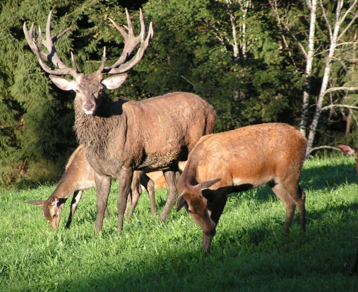 Animals on the estate