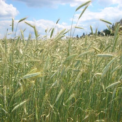 Grain field