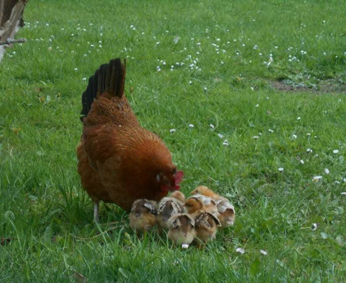 A chickenmum with her children