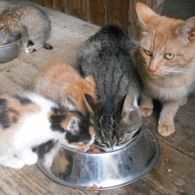 Our kitten having lunch