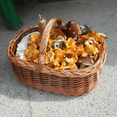 A basket full of mushrooms