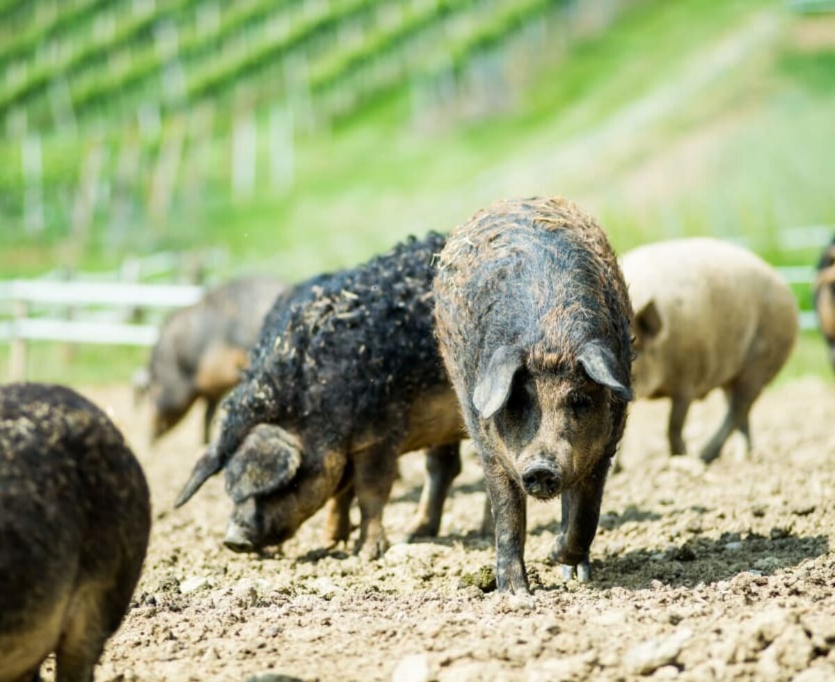 Mangalitsa Pork