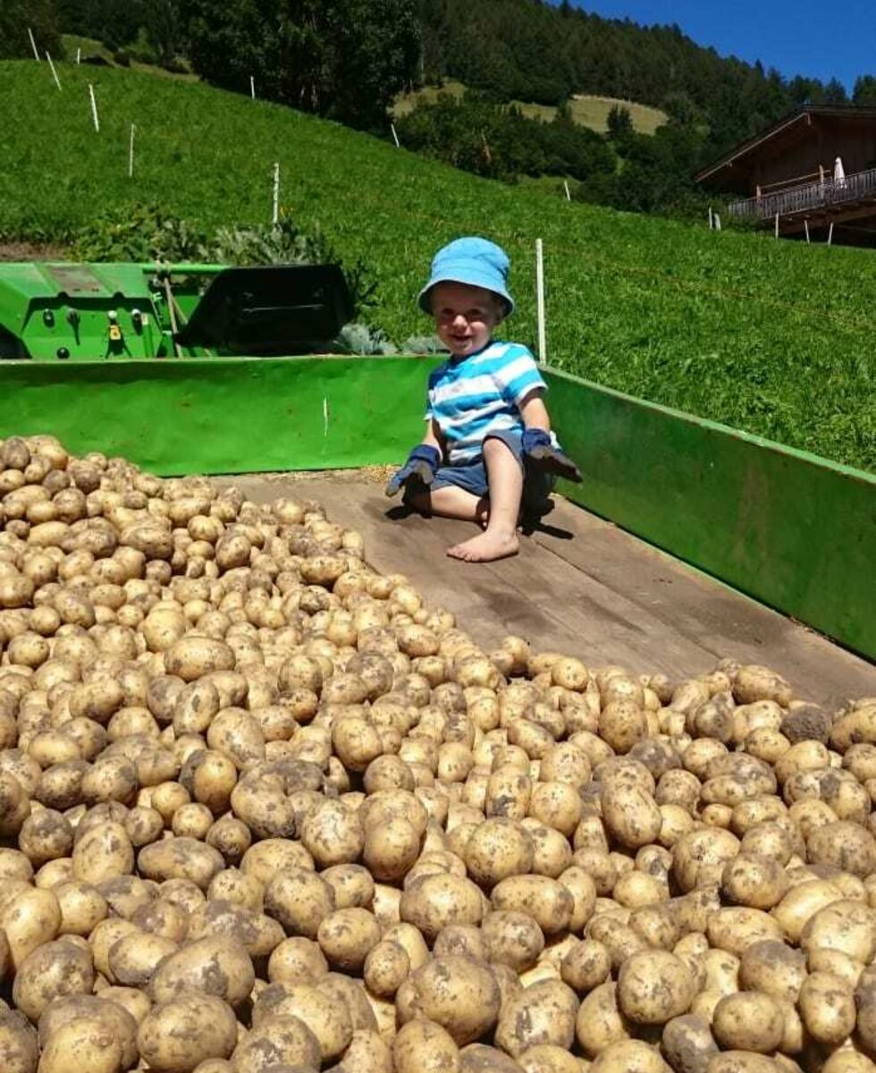 potato harvest