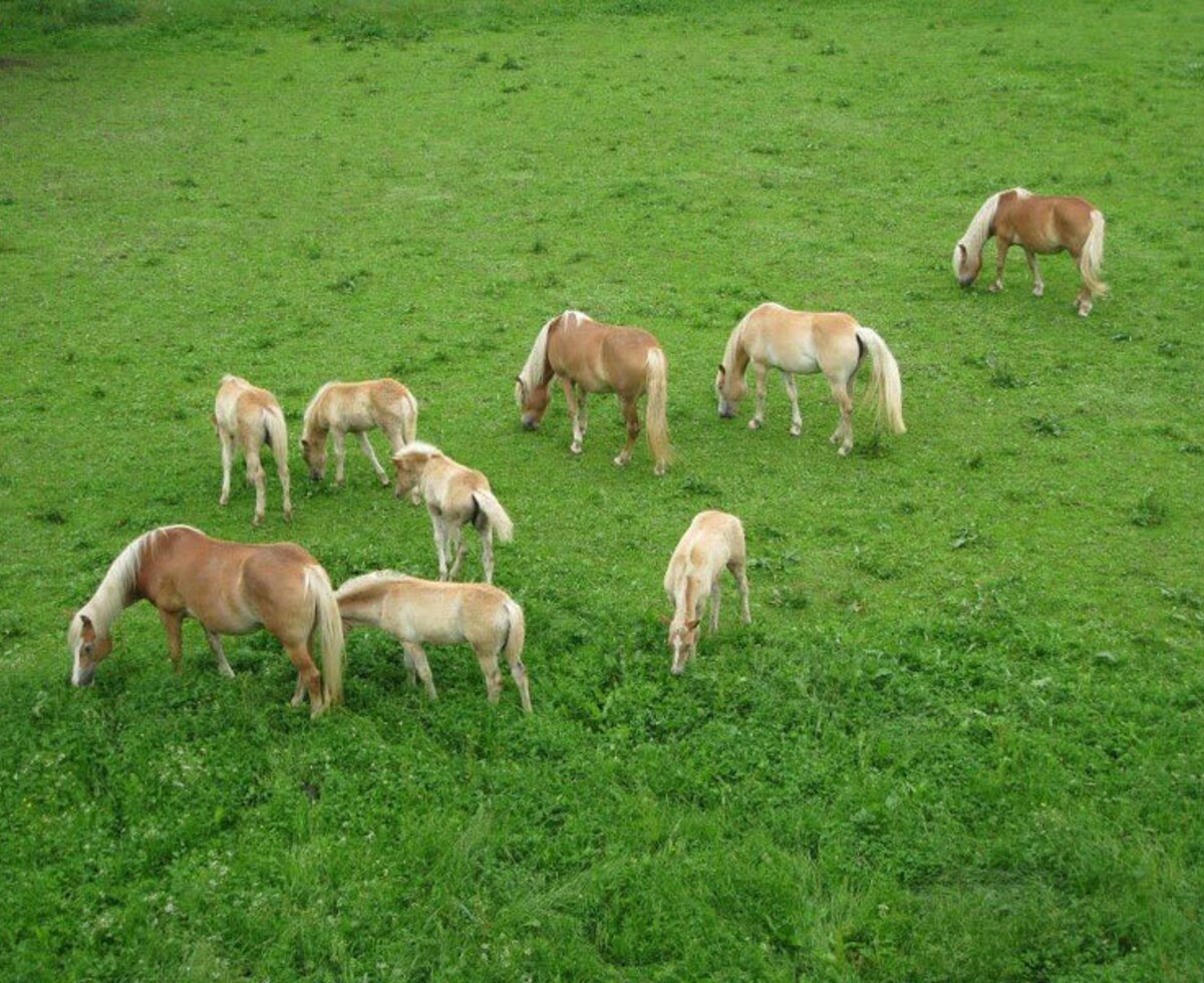 Horses on the meadow