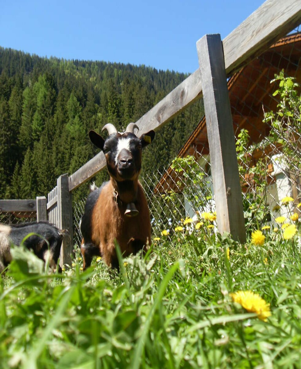 Goat in the grass