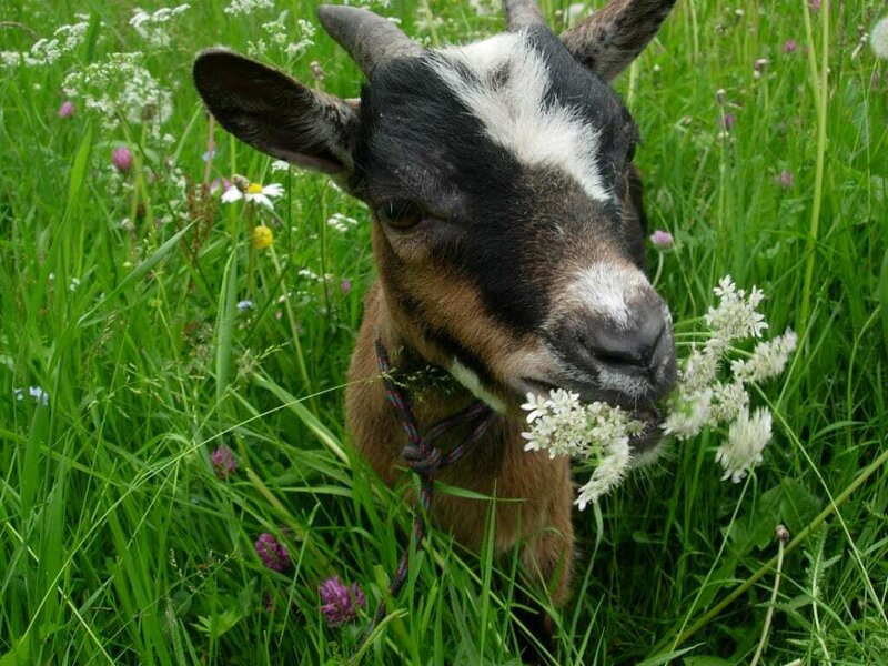 Pygmy goat