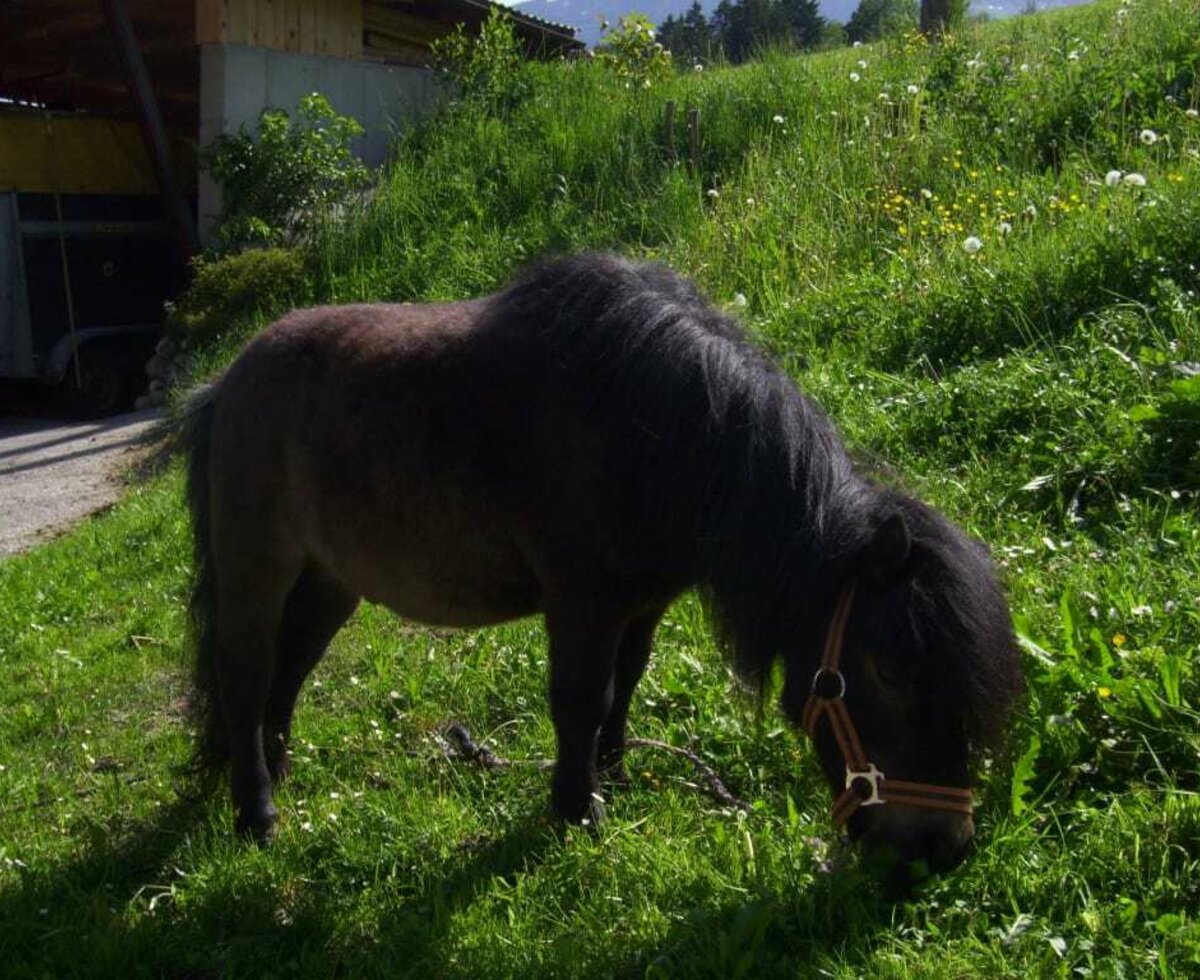 Our pony, Navaro