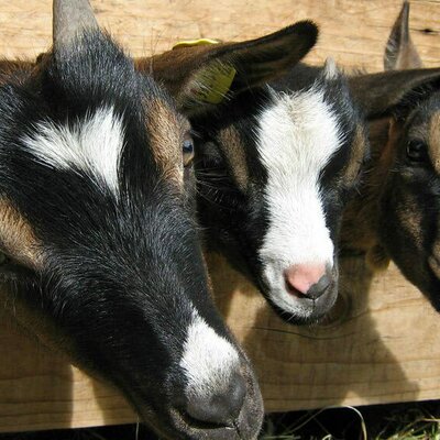 Our pygmy goats