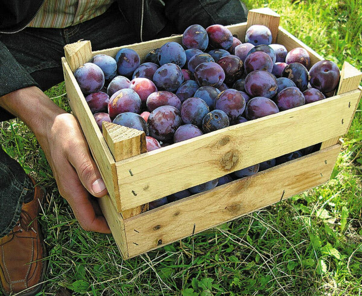 Harvest time