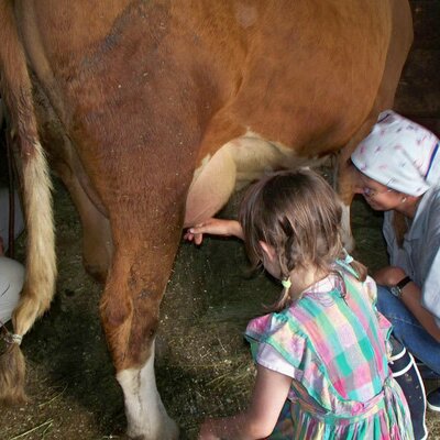 Have a go at milking