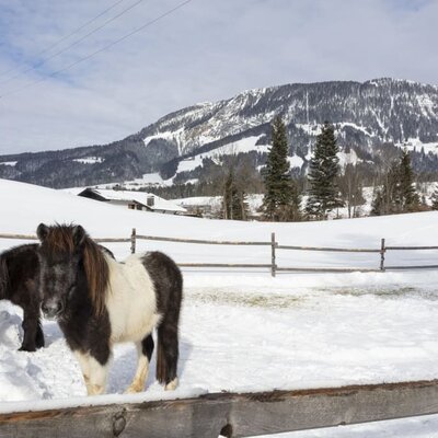 Ponys Bibi und Tina