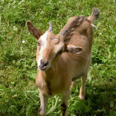 Pygmy goat Lilli