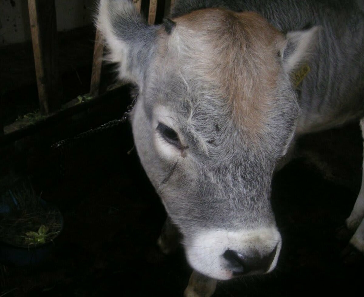 Our grey calf.