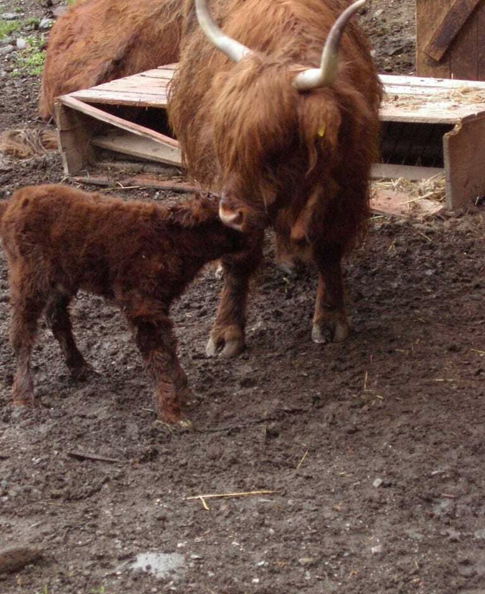 Highland cattle at Goglhof