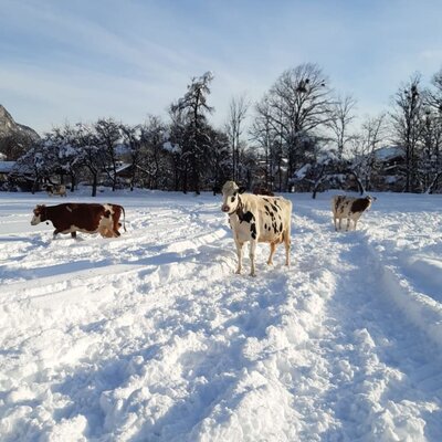 our cows love snow as well