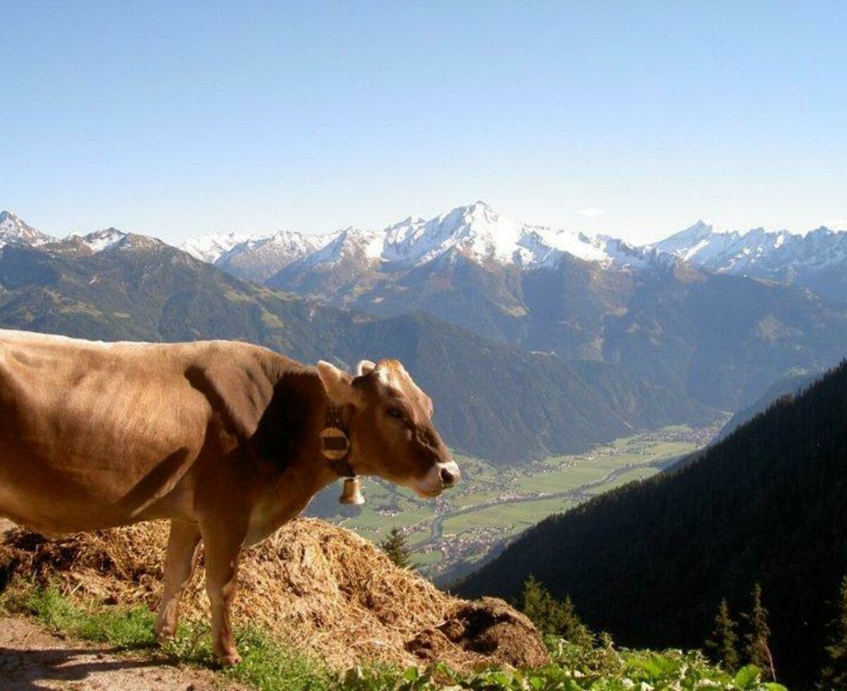 Cow on the mountain