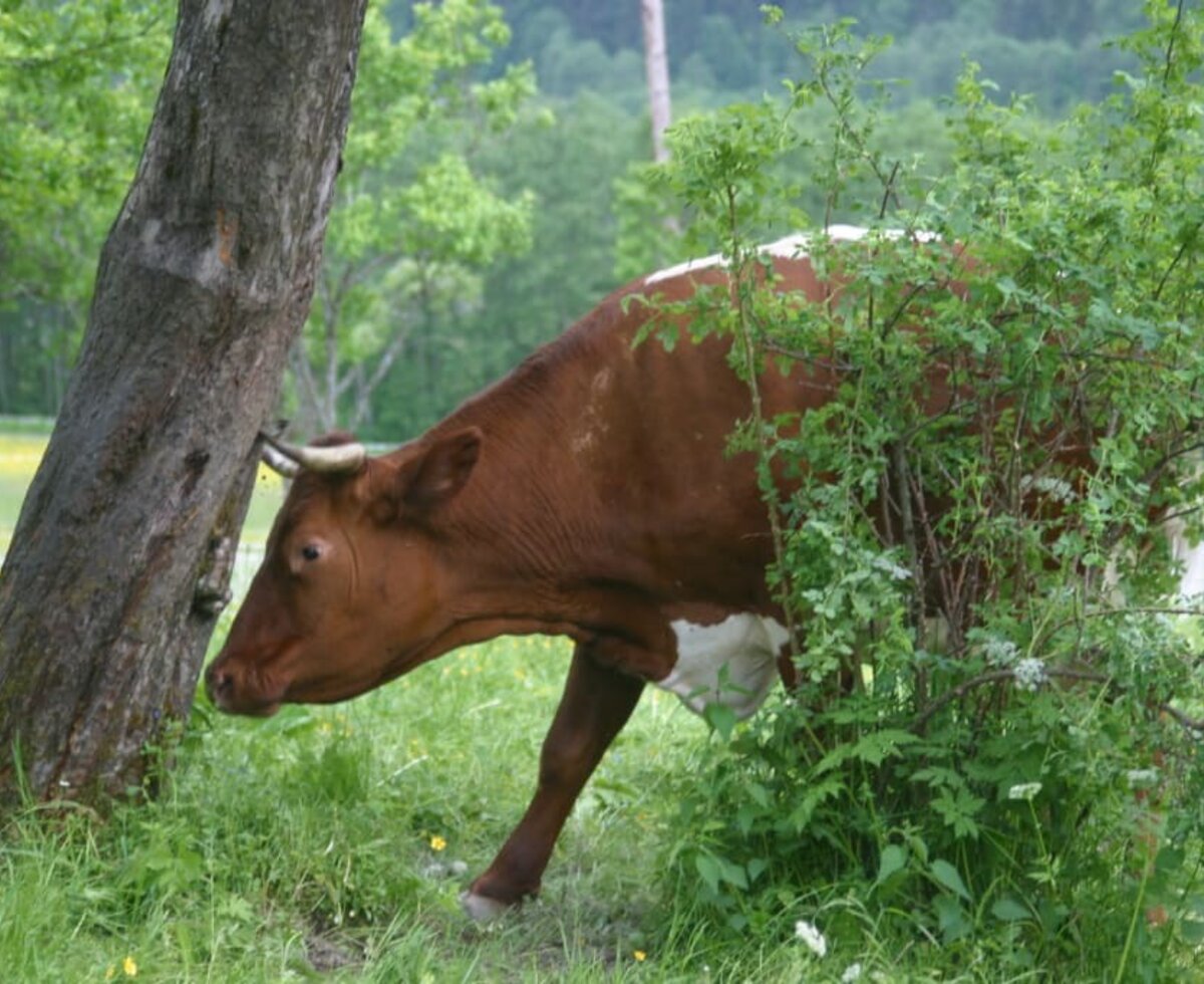 A cow at pasture