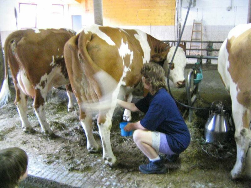 Guests can also milk the cows.Moo, which sort are you??