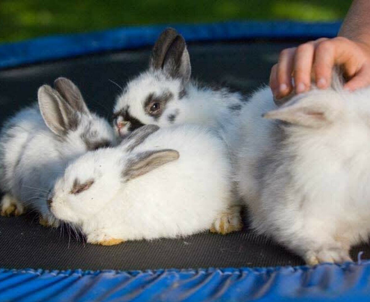 Our bunnies