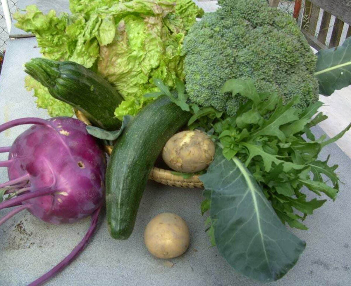 Healthy, crisp vegetables from the garden