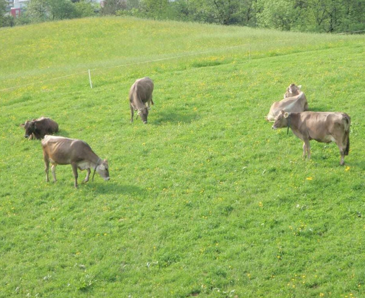 Cows on the pasture