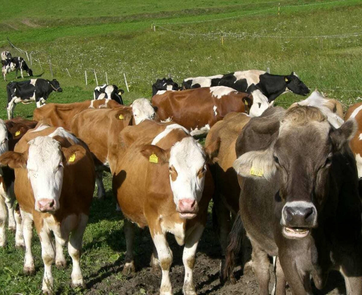 Our dairy cows on the farm pastures.