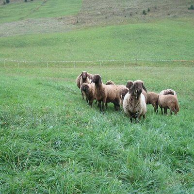 Our Brown Mountain sheep