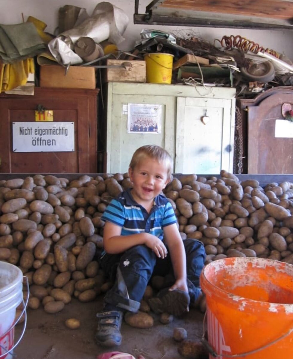 Potato harvest